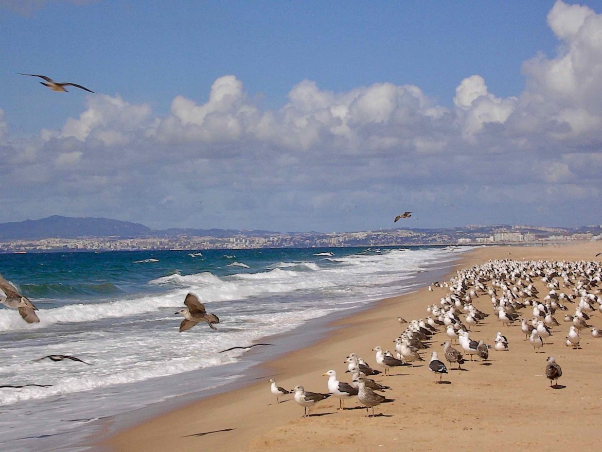 Fernwehküche Costa da Caparica
